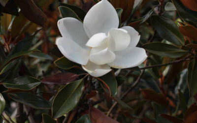 Magnolia Grandiflora – “Little Gem”
